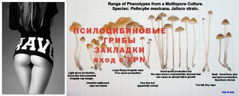 Галлюциногенные грибы Cubensis  где найти   mega как зайти  Приволжск 